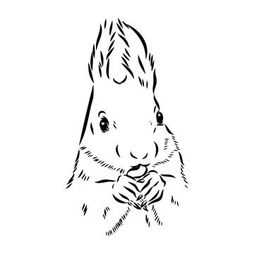 Hand drawn squirrel. Retro realistic animal isolated. Vintage style. Doodle l Stock Illustration