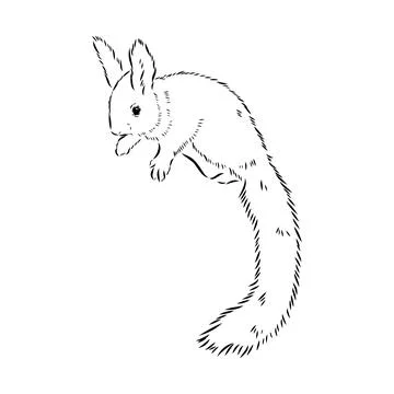 Hand drawn squirrel. Retro realistic animal isolated. Vintage style. Doodle l Stock Illustration