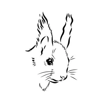 Hand drawn squirrel. Retro realistic animal isolated. Vintage style. Doodle l Stock Illustration