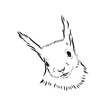 Hand drawn squirrel. Retro realistic animal isolated. Vintage style. Doodle l Stock Illustration