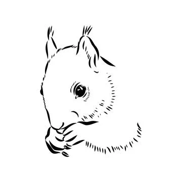 Hand drawn squirrel. Retro realistic animal isolated. Vintage style. Doodle l Stock Illustration