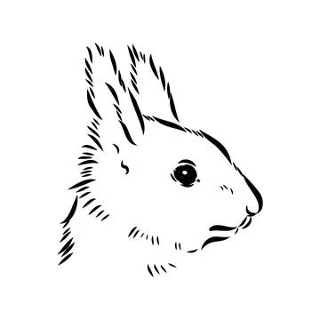 Hand drawn squirrel. Retro realistic animal isolated. Vintage style. Doodle l Stock Illustration