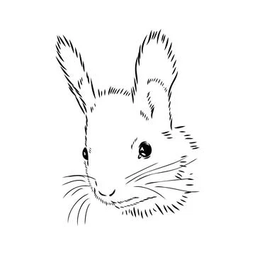 Hand drawn squirrel. Retro realistic animal isolated. Vintage style. Doodle l Stock Illustration