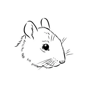 Hand drawn squirrel. Retro realistic animal isolated. Vintage style. Doodle l Stock Illustration