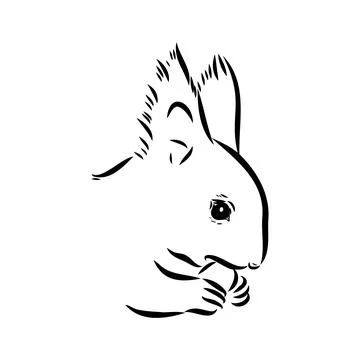 Hand drawn squirrel. Retro realistic animal isolated. Vintage style. Doodle l Stock Illustration