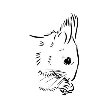 Hand drawn squirrel. Retro realistic animal isolated. Vintage style. Doodle l Stock Illustration