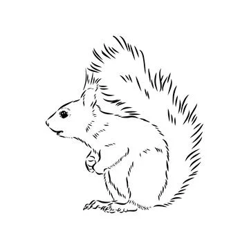 Hand drawn squirrel. Retro realistic animal isolated. Vintage style. Doodle l Stock Illustration