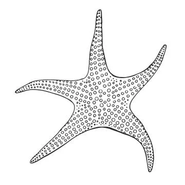 Hand drawn starfish. Vector illustration in sketch style Stock Illustration