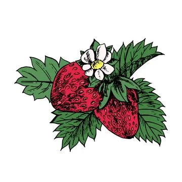 Hand-drawn strawberry sketch. Composition with strawberries, leaves and flowers Stock Illustration