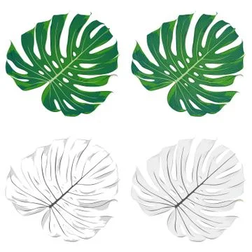 Hand-drawn stylish set of green monstera leaves. Stock Illustration