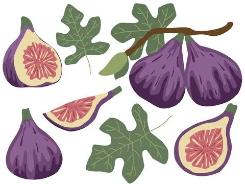 Hand drawn stylized figs set Ilustración de archivo