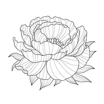 Hand drawn stylized pattern of peony flower head in line art style isolated on Stock Illustration