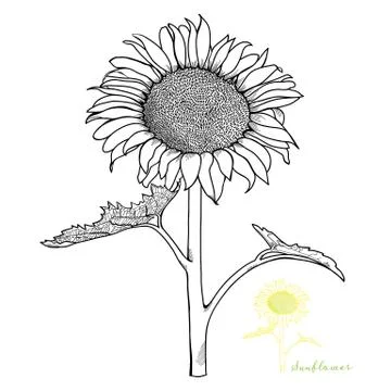 Hand-drawn Sunflower Front View Vector Illustrazione stock