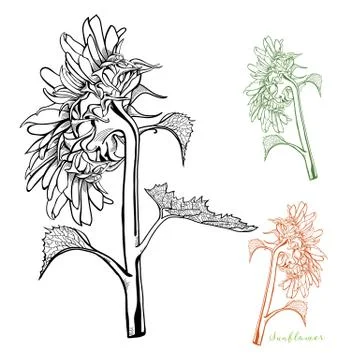 Hand-drawn Sunflower Front View Vector Stock Illustration