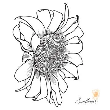 Hand-drawn Sunflower Illustrazione stock