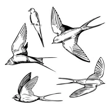 Hand drawn swallows on white background. Vector sketch  illustration. Stock Illustration