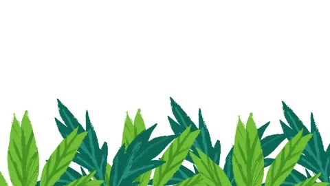 Hand Drawn sway palm leaf animation video on white background Stock Footage 344250608