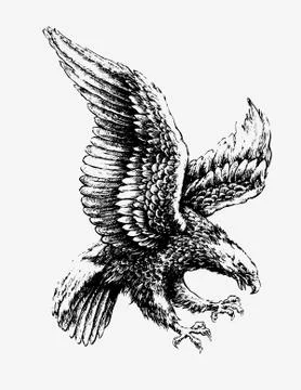Hand Drawn Swooping Eagle Illustration Stock Illustration