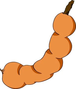 Hand drawn Tamarind, Tamarindus indica. Vector colored illustration. Stock Illustration
