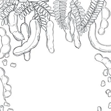 Hand drawn Tamarind. Vector  background. Stock Illustration