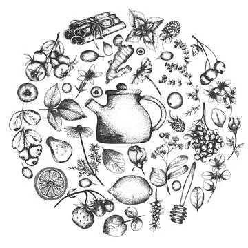 Hand drawn tea herb Illustration. Detailed retro style clipart. Vintage ske.. Stock Illustration