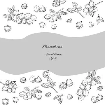 Hand Drawn Template or banner of Macadamia nuts on branch Stock Illustration