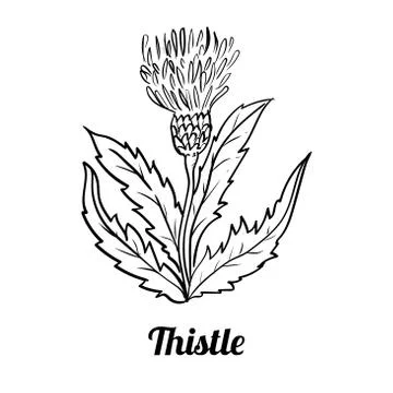 Hand drawn Thistle flower-Vector Illustration Stock Illustration