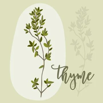 Hand drawn thyme branches and bunch. Thymus Stock Illustration