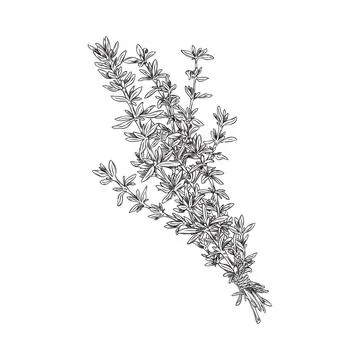 Hand drawn thyme bunch, monochrome sketch vector illustration isolated on white Stock Illustration