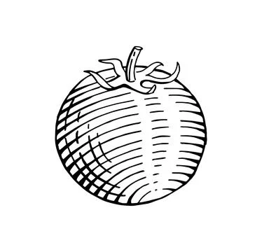 Hand drawn tomato vector illustration Stock Illustration
