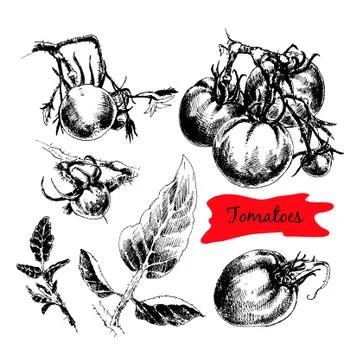 Hand drawn tomatoes Stock Illustration