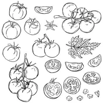 Hand drawn tomatoes. .  Vector sketch  illustration. Stock Illustration