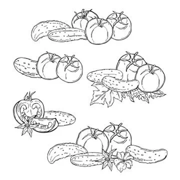 Hand drawn tomatoes.  Vector sketch  illustration. Illustrazione stock
