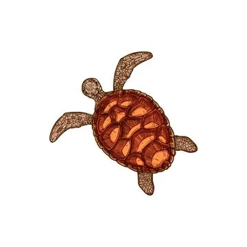 Hand drawn tortoise or turtle isolated sea animal Illustrazione stock