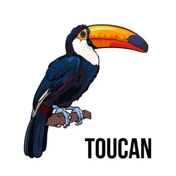 Hand drawn toucan seating on a tree branch, vector illustration Stock Illustration