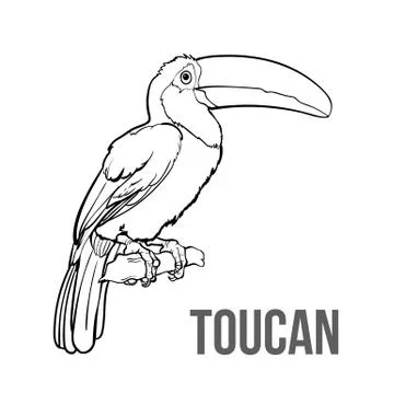 Hand drawn toucan seating on a tree branch, vector illustration Stock Illustration