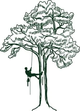 Hand drawn tree with a climber on a white background.Tree pruning. Vector Stock Illustration
