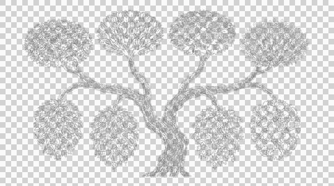 Hand drawn tree illustration with multiple foliage clusters on a white back.. Stock Illustration
