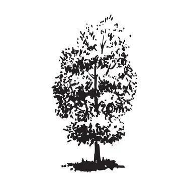 Hand-drawn tree, linden. Black and white realistic image Stock-Illustration
