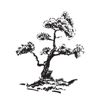 Hand-drawn tree, pine. Black and white realistic image Stock Illustration