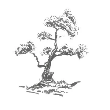 Hand-drawn tree, pine. Realistic image in shades of gray Stock Illustration