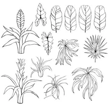 Hand drawn tropical plants. Leaves and flowers. Stock Illustration
