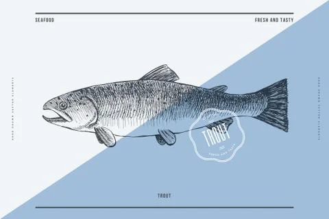 Hand-drawn trout. Sea fish in engraving style on a light background. Stock Illustration