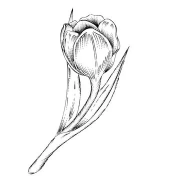 Hand drawn Tulip flower vector illustration isolated on a white background. Stock Illustration
