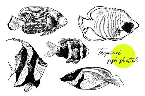 Hand drawn underwater natural elements. Sketch of exotic aquarium red sea fish Stock Illustration