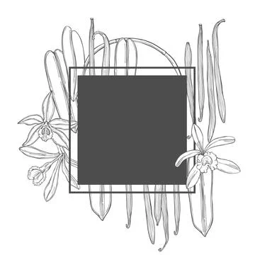 Hand drawn vanilla. Vector illustration. Stock Illustration