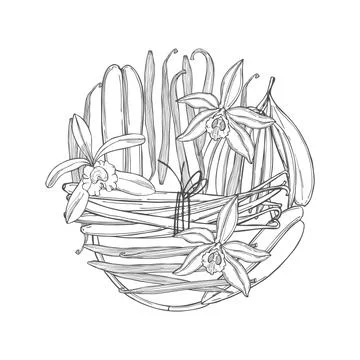 Hand drawn vanilla. Vector illustration. Stock Illustration