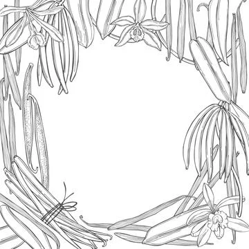 Hand drawn vanilla. Vector illustration. Stock Illustration