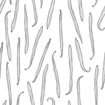 Hand drawn vanilla. Vector illustration. Stock Illustration