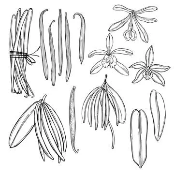 Hand drawn vanilla. Vector illustration. Stock Illustration